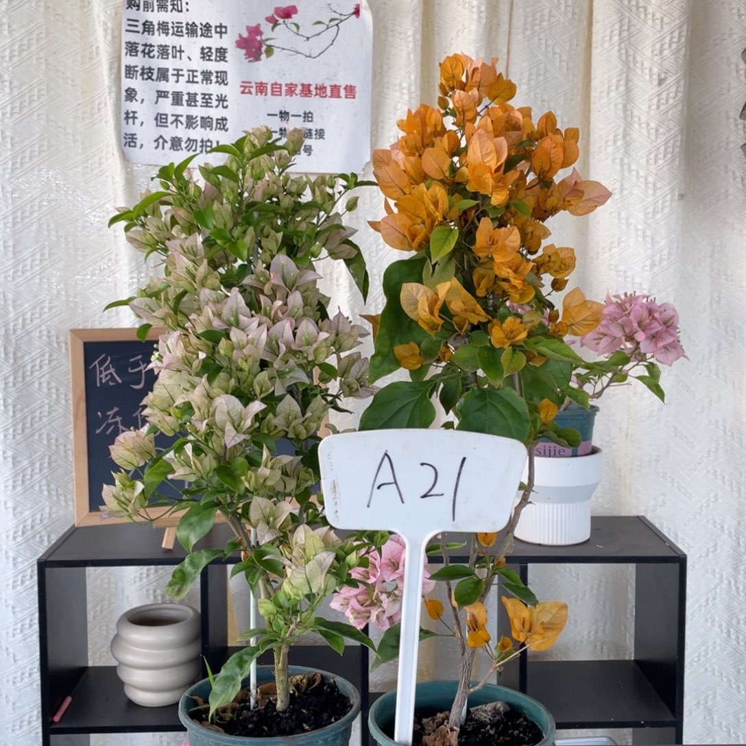 难***涂全部花朵金探戈+丽娜A21