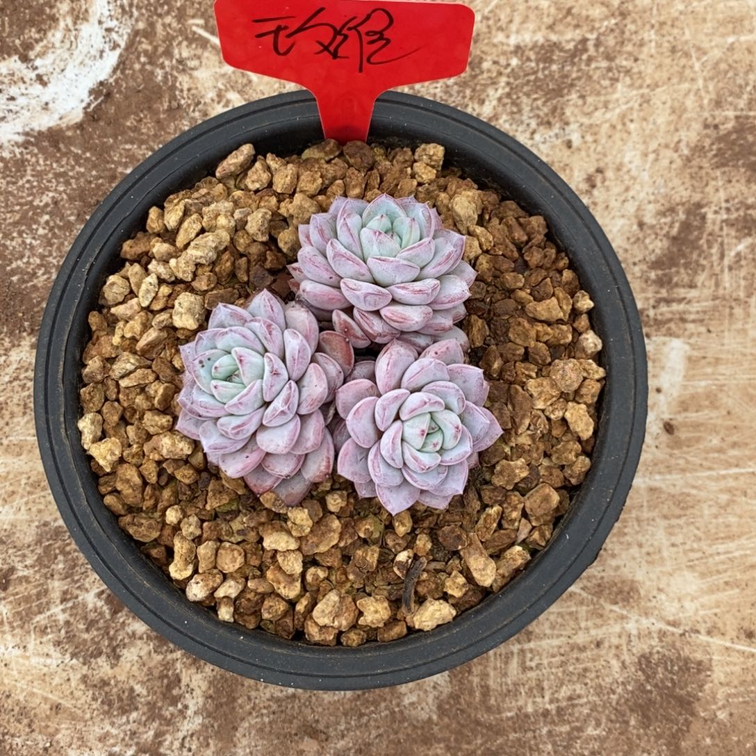 玖***饰维特三头旺财旺财