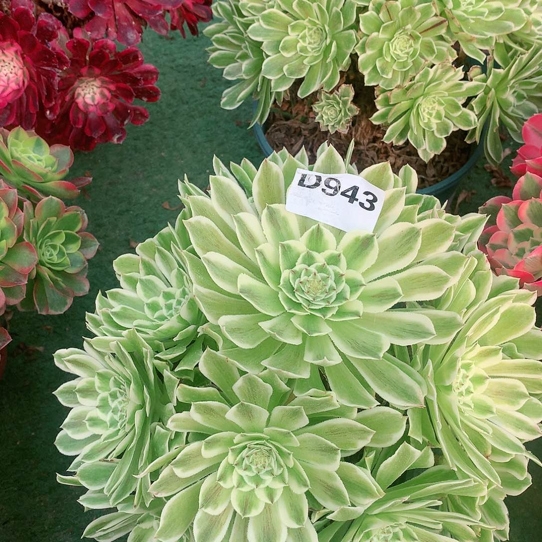 943.碧浪多肉植物