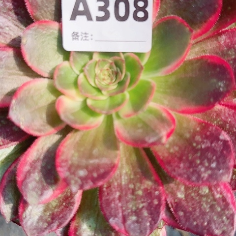 【闪购商品】A****装12345678