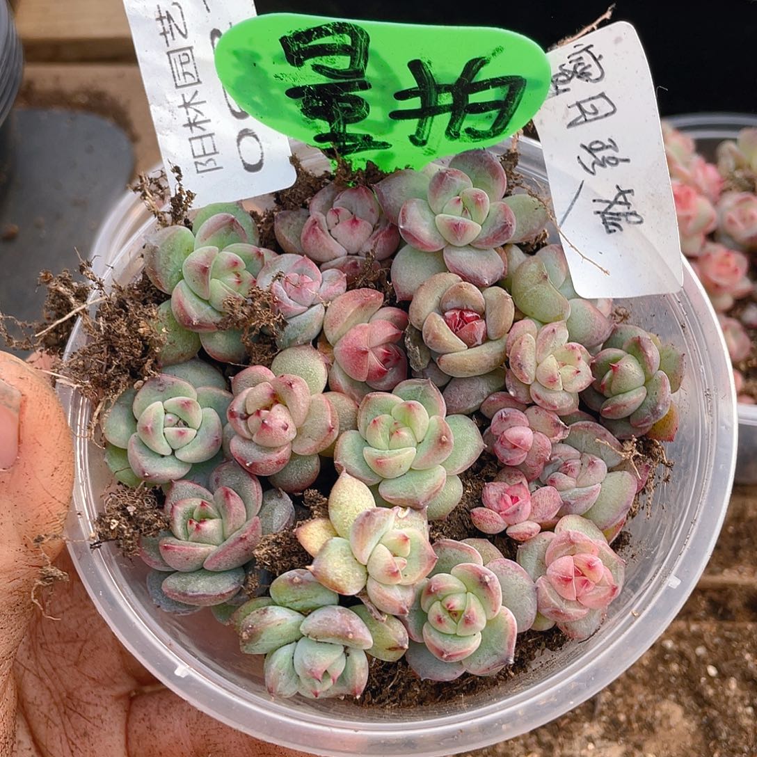 量拍多肉植物多肉植物621