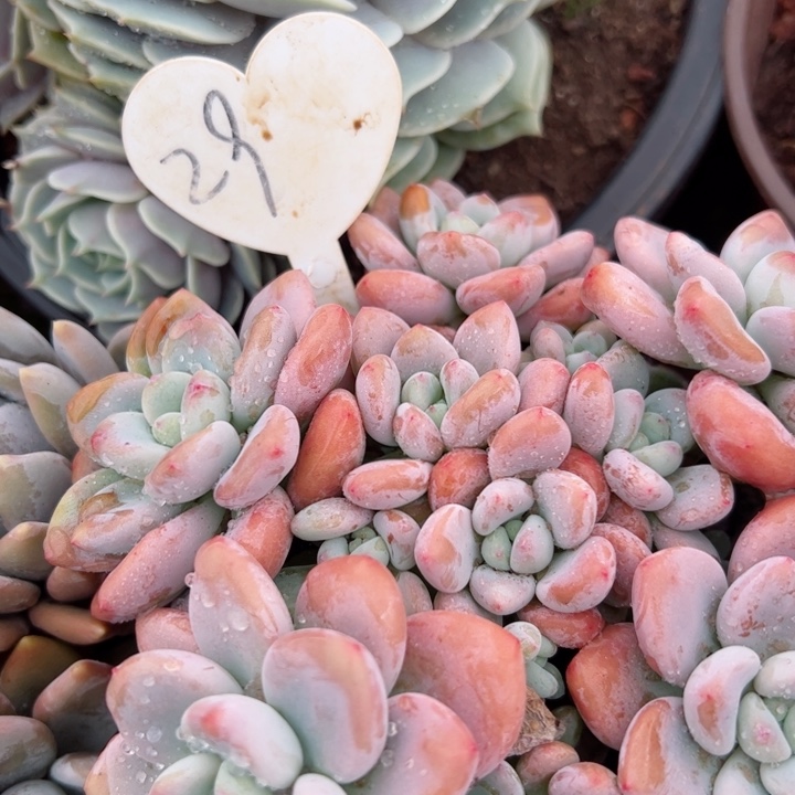 29洛神平平安安健健康康