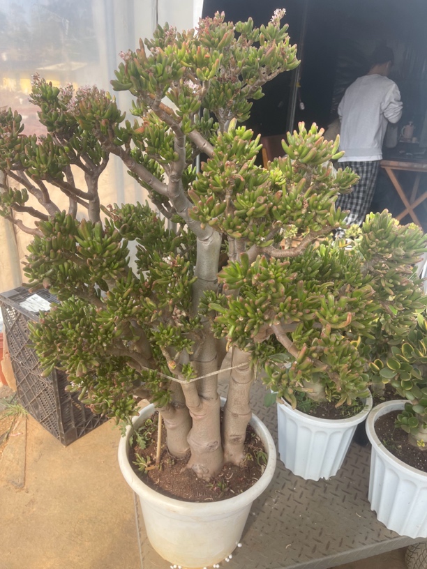 一物一拍超大号吸财树# 白月光多肉植物新手闭眼入阳台一单包邮