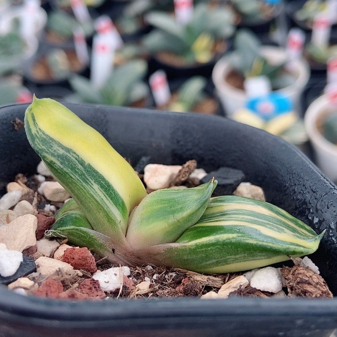 847卧牛实生锦带盆发货