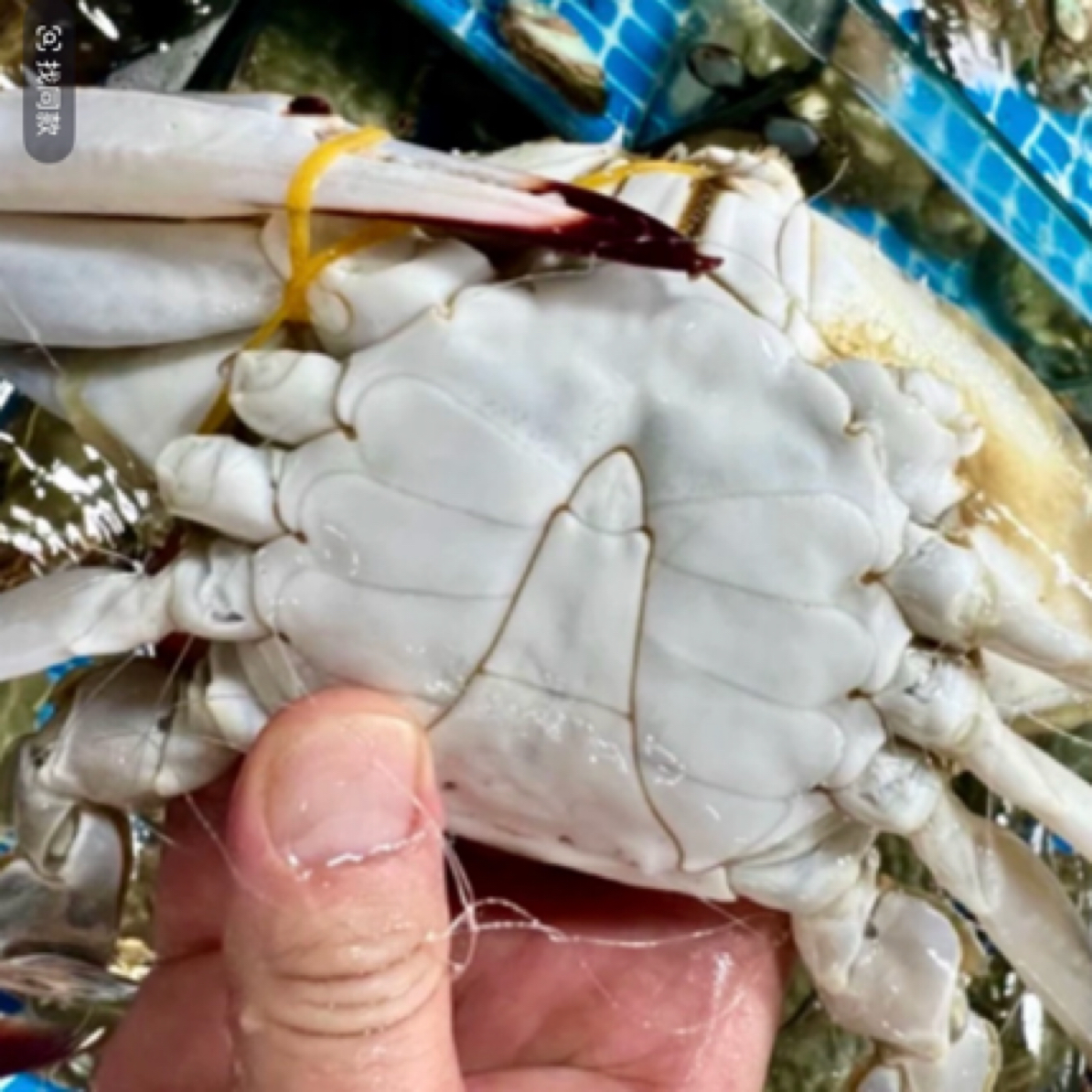 【鲜活】特大掉腿吃肉梭子蟹1-5斤可选单只约 4-6两/只【保鲜不保活】