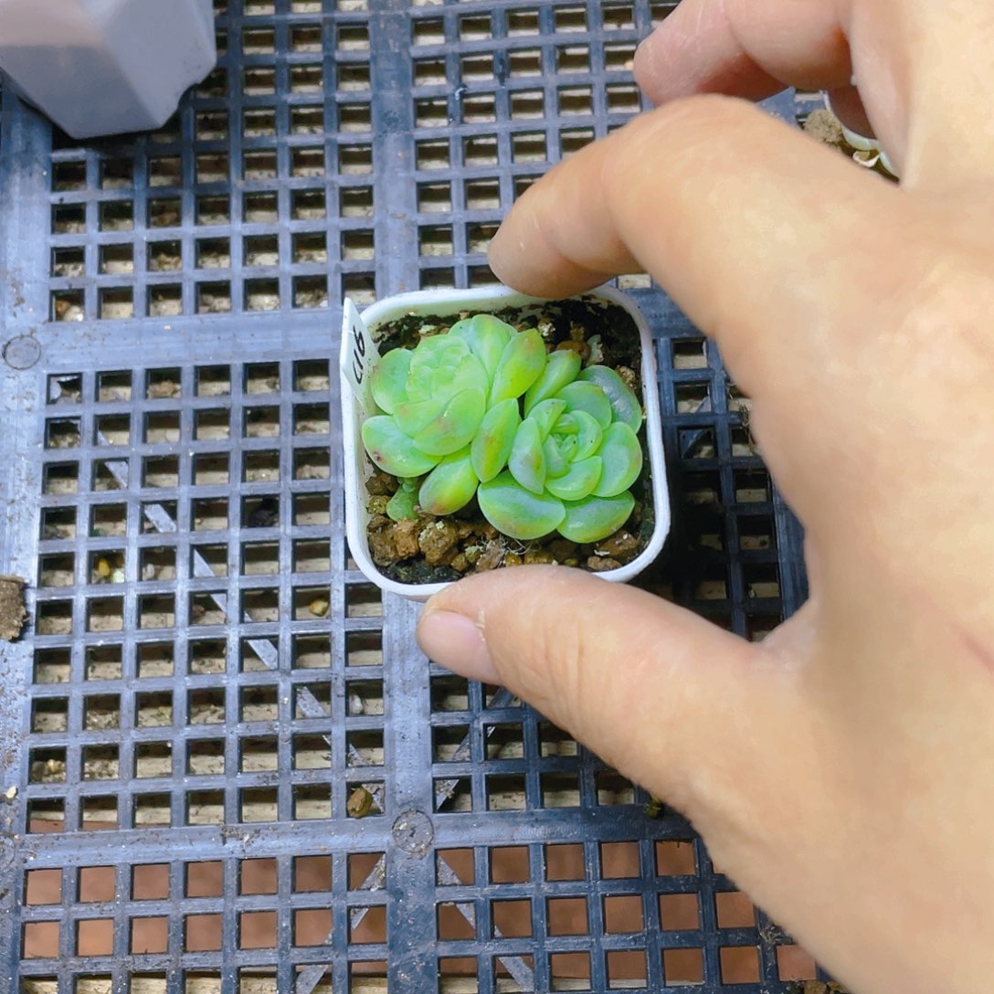 林*C F16 双头盆不包整一个满25包邮