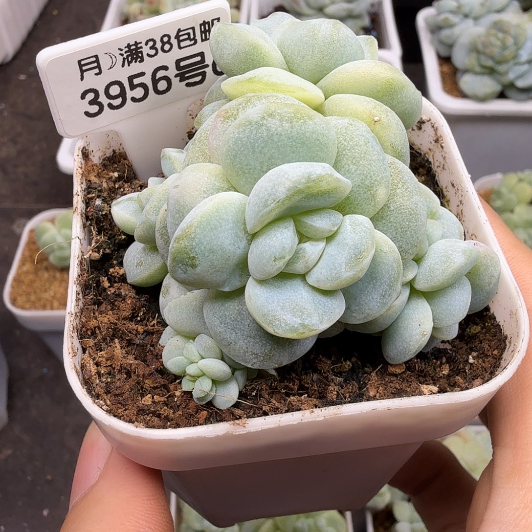 （Ma专拍）3956号冰玉石化六头群