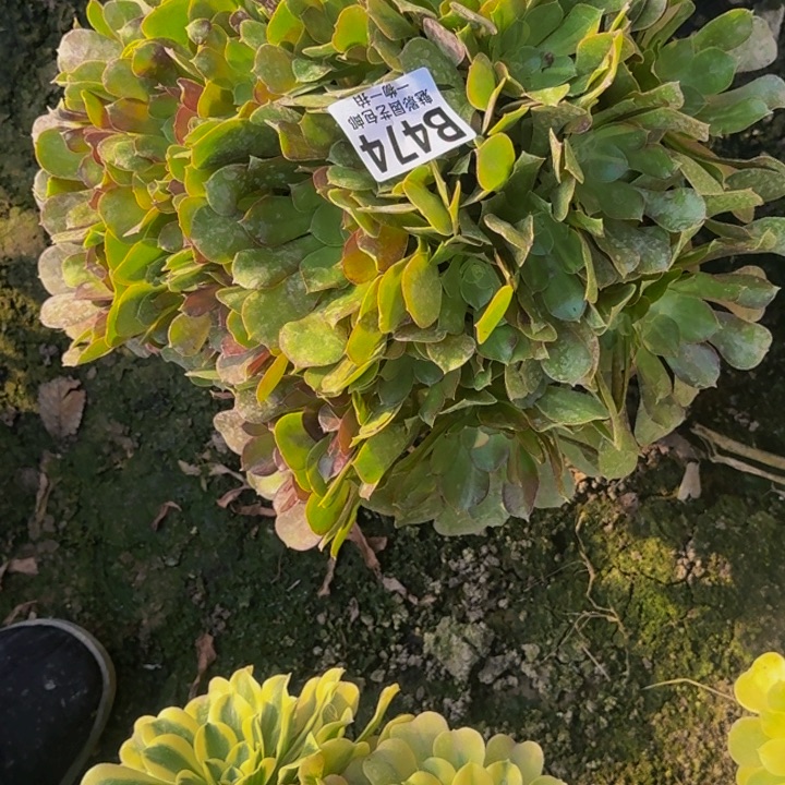 少秋七彩花30-7包邮花花