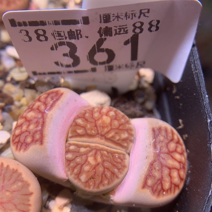 S精品生石花.361