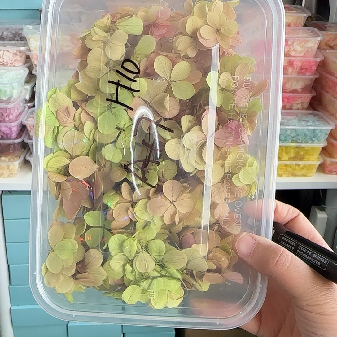 落***巫H10号渐变色亚特兰绣球