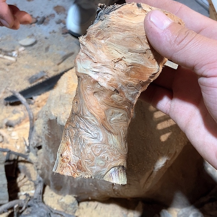 柏木霸****师太行山区柏木木木