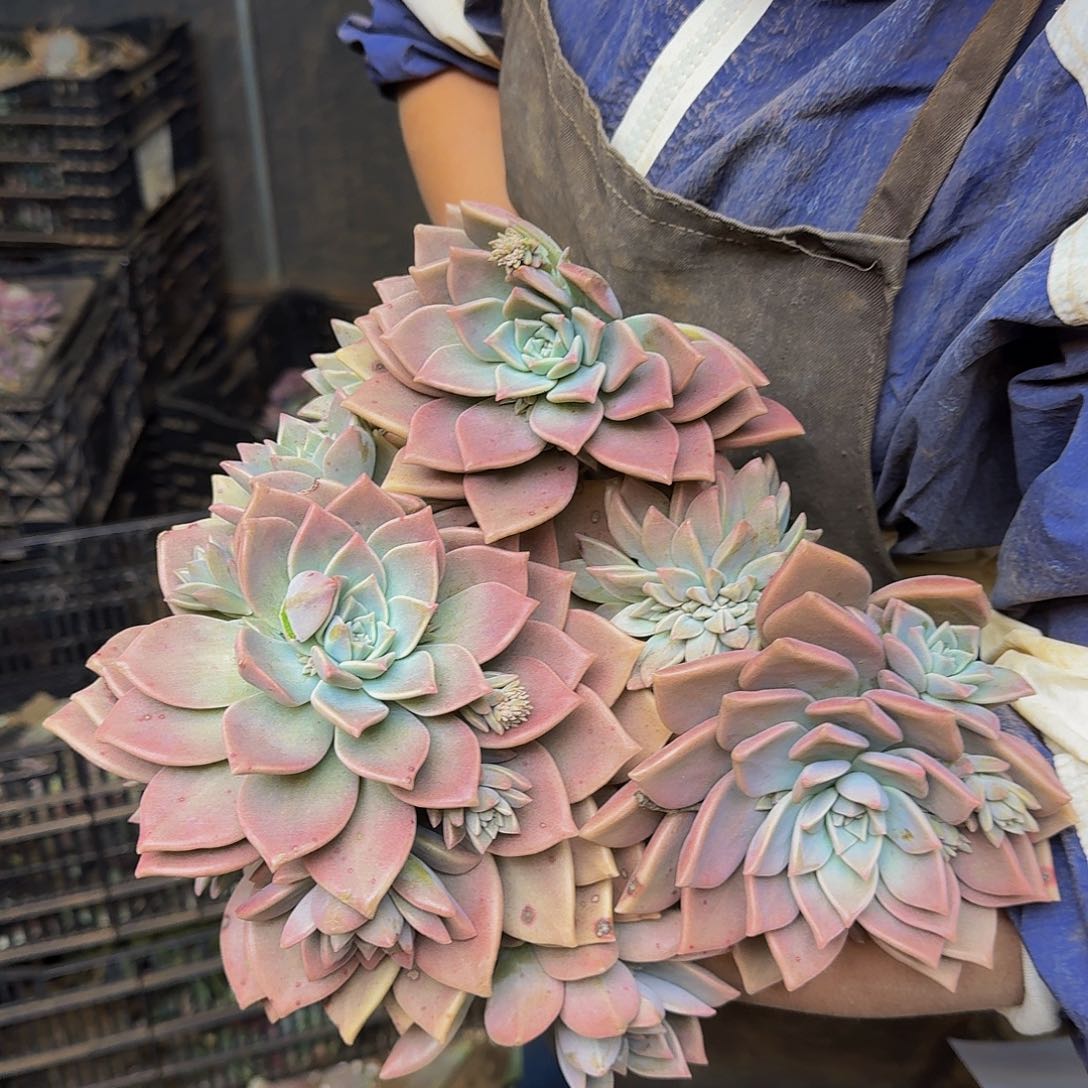 6**8初恋 一颗 不包损2009