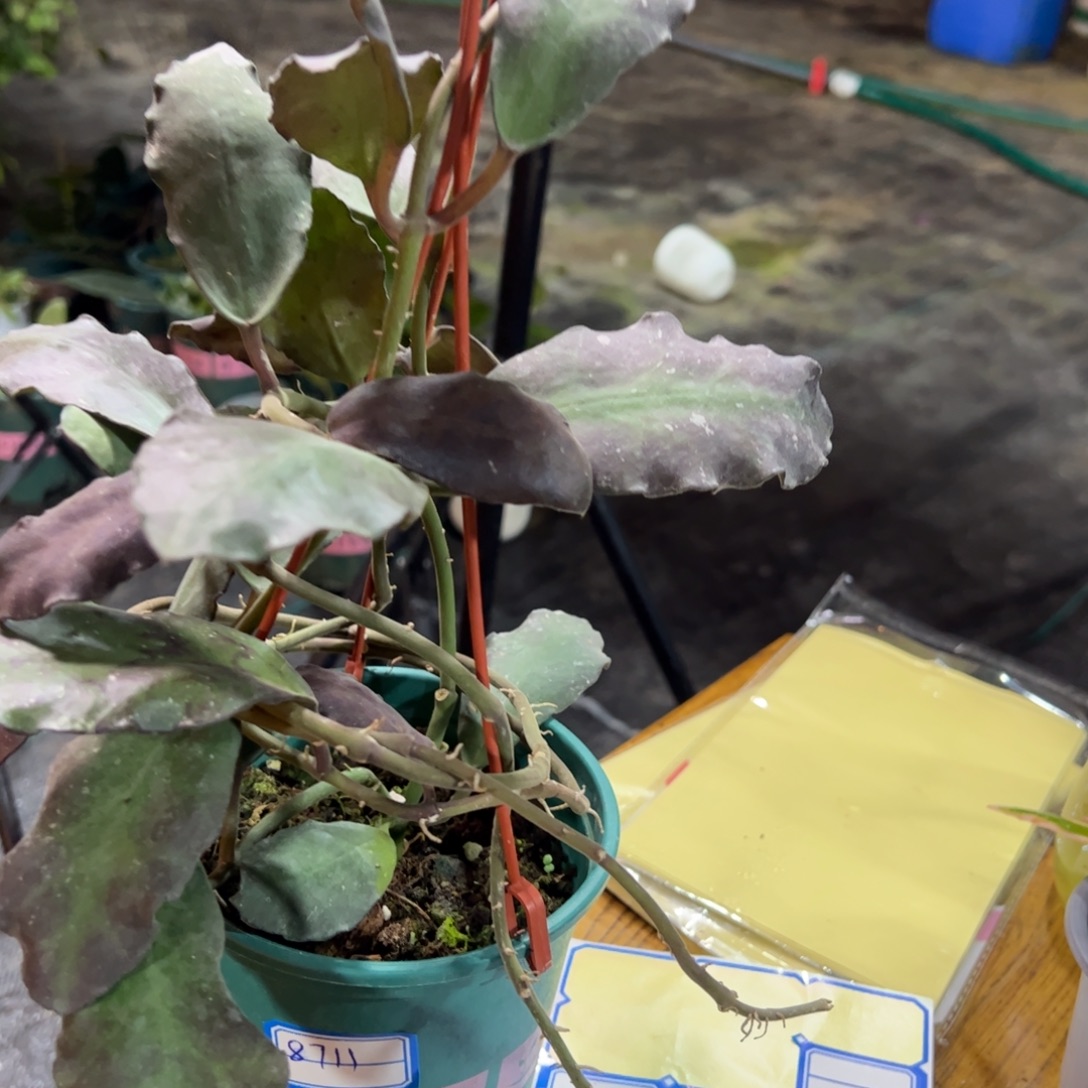 ヤ***o无花朵威曼尼球兰