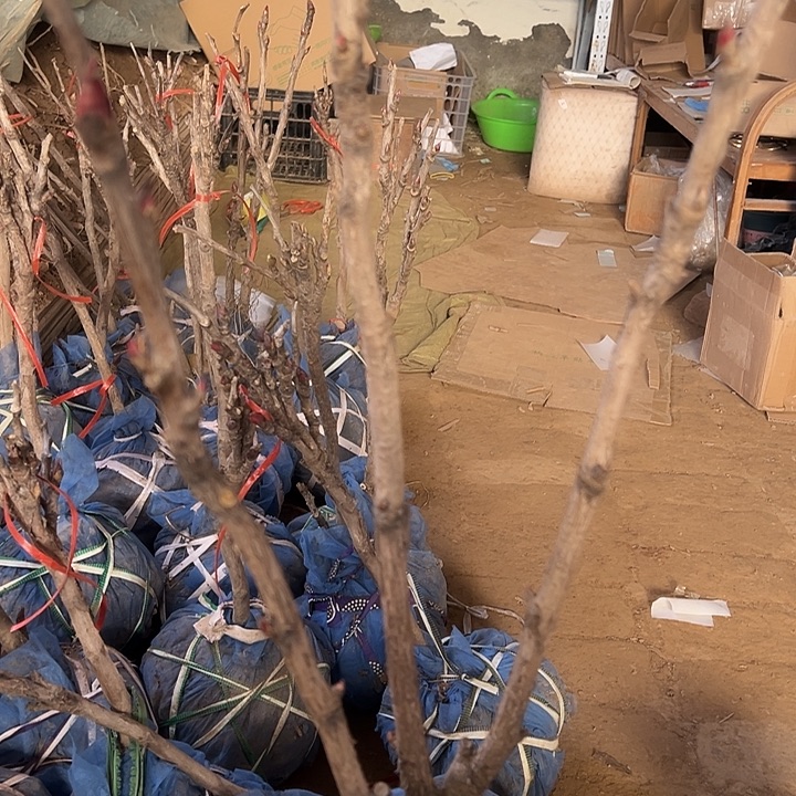 阿***哥完全开放圣代多枝条