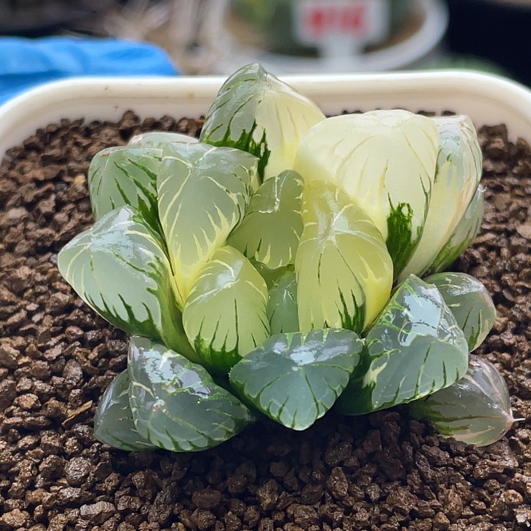 实生灯泡霓虹灯锦仙人球