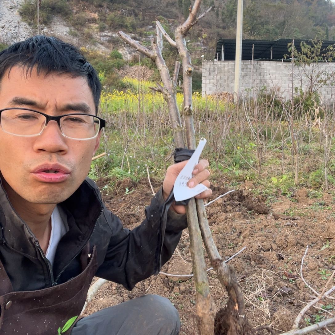 当前无花栽培后可以开花4不包活