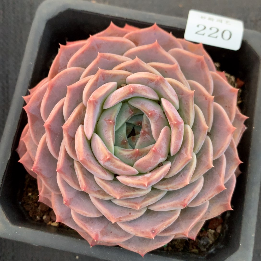 220新年快乐发发发