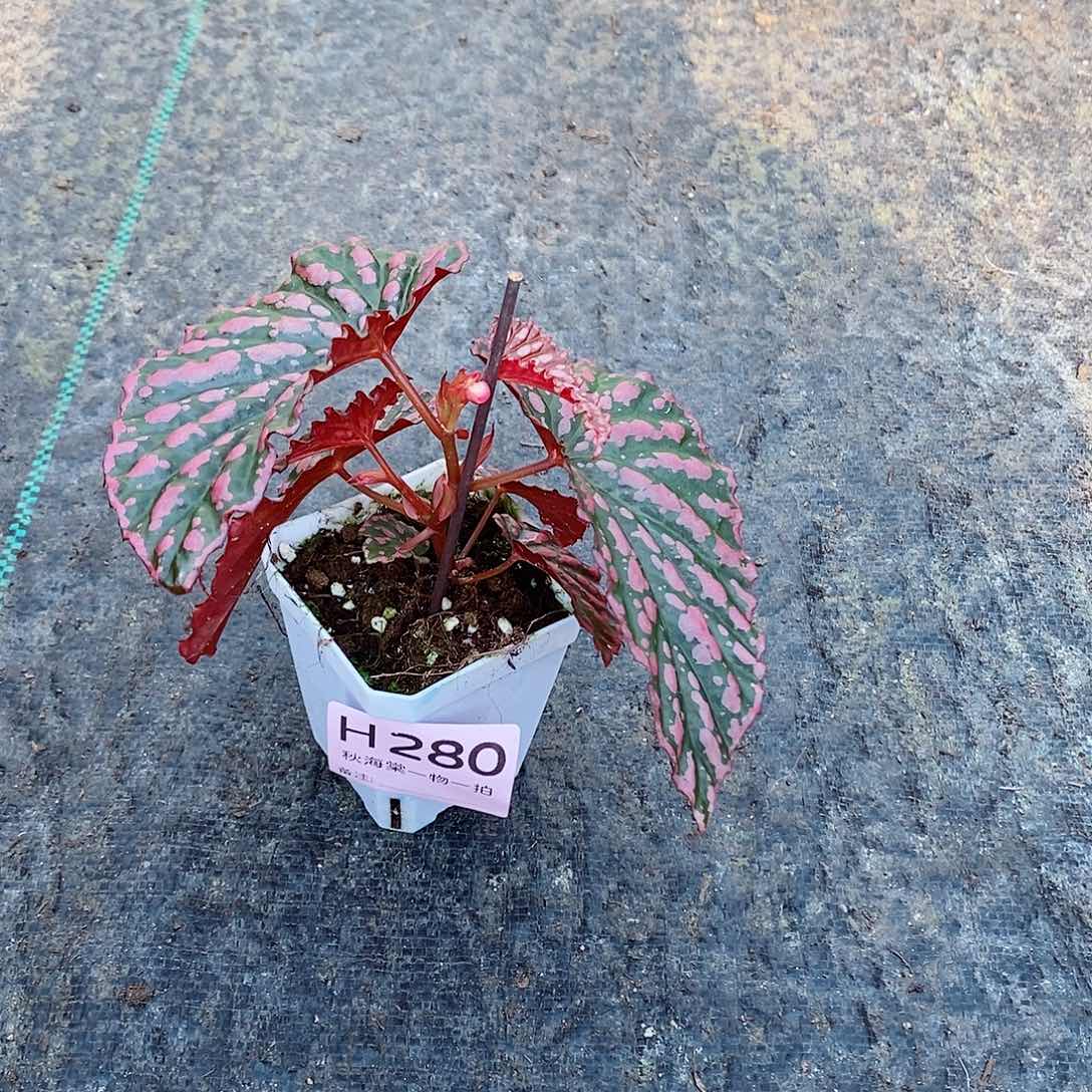 不开花植物盼*?秋海棠280