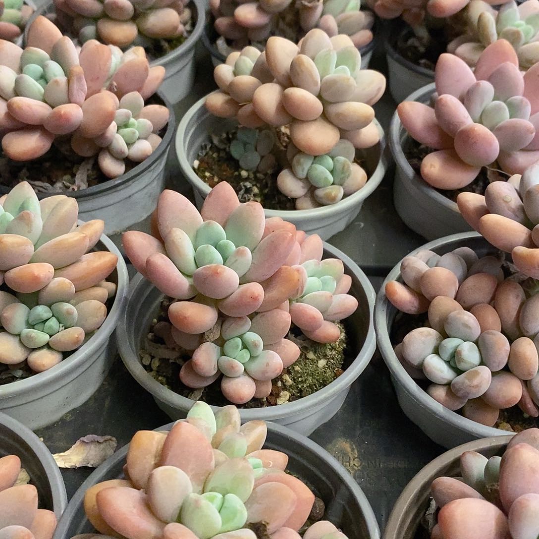 07。红洛神群生。福利多多