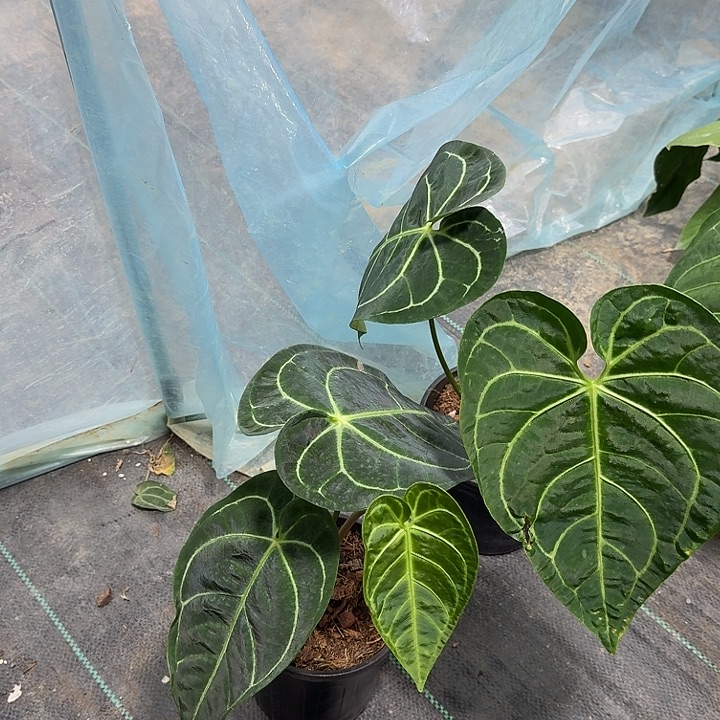 完全开放福利沙金不包货损