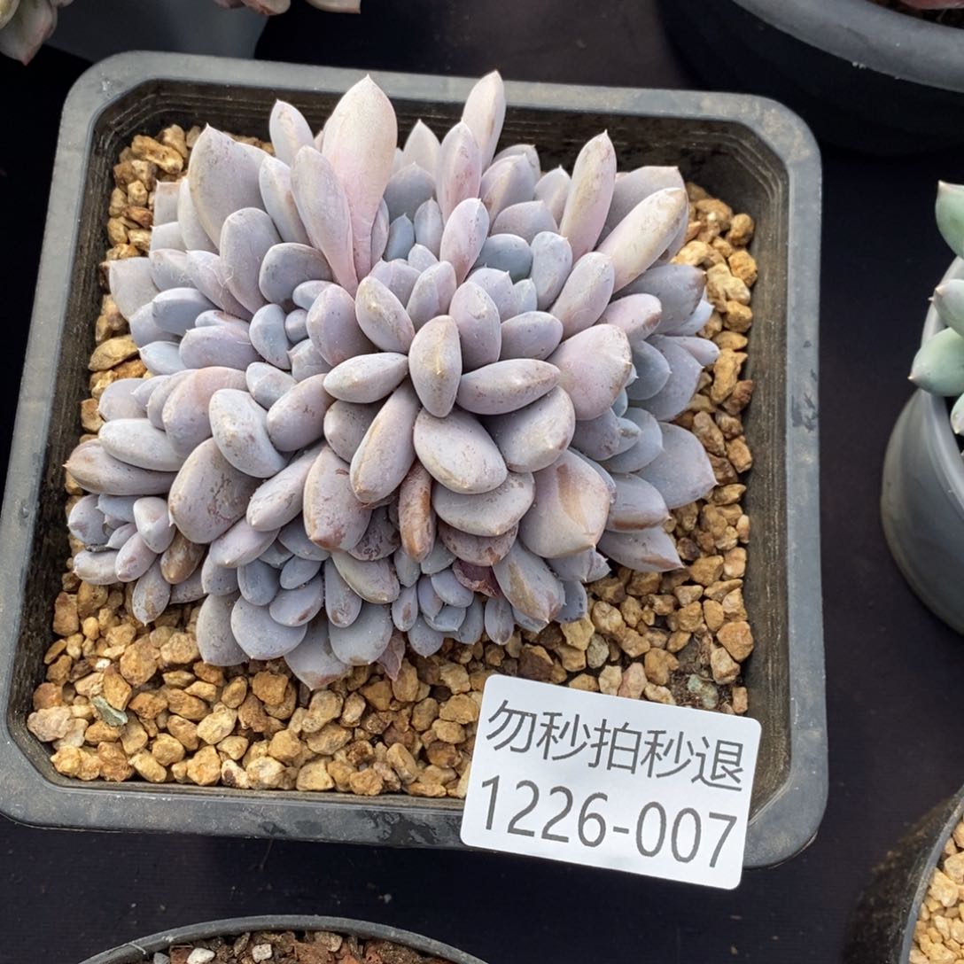 旦***天两单包邮1226-7菩提