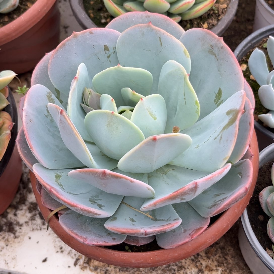 红粉泰格多肉植物保护