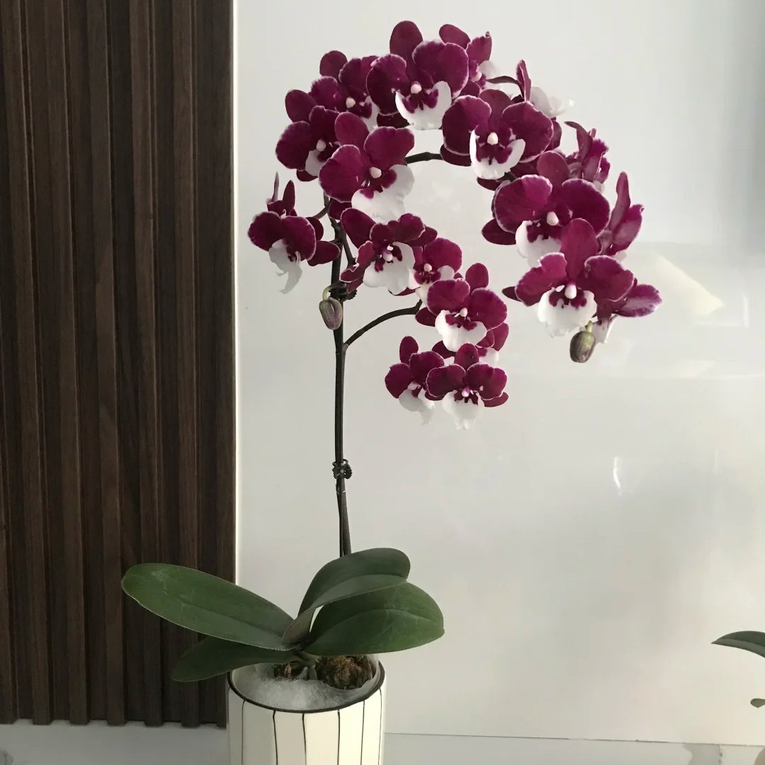 蝴蝶兰圣诞老人3.0寸加高柳苗子发中花型