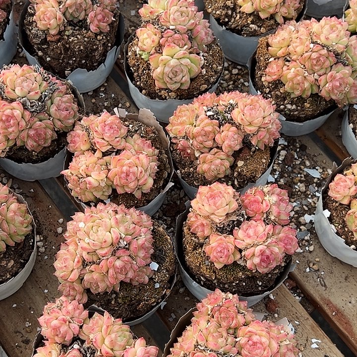 小的         红女王