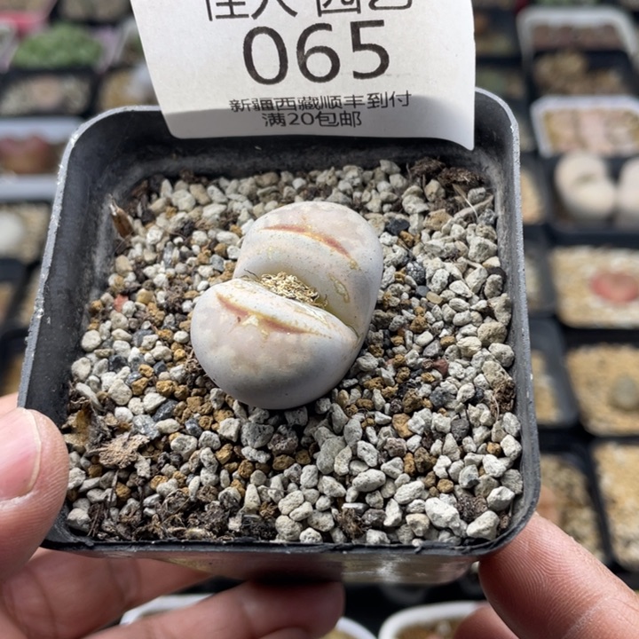 佳人园艺老周上福利啦热唇065