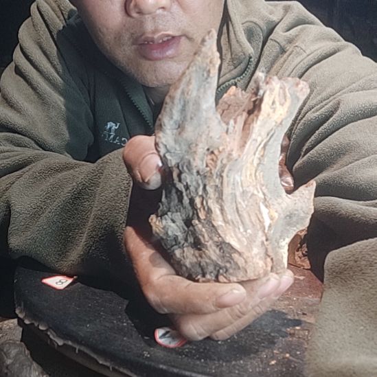 木太行山沉化麻梨疙瘩