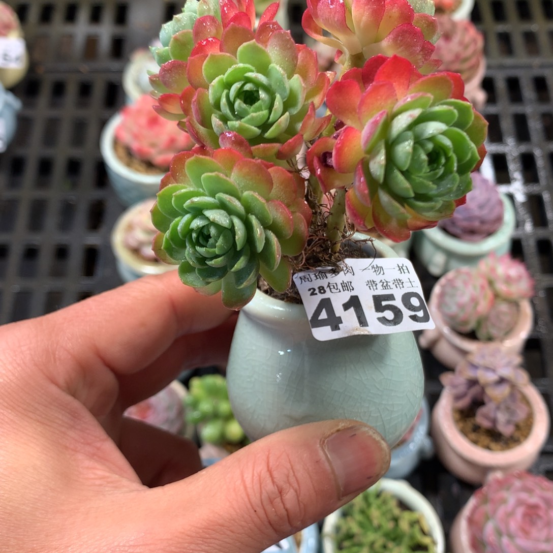精控多肉植物4159