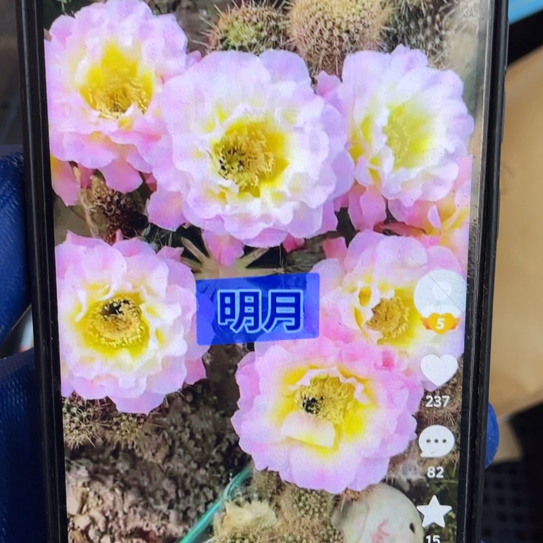 明月侧芽歪5公分以上满18包邮