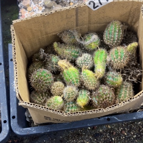 277彩草侧如图东北不拍货