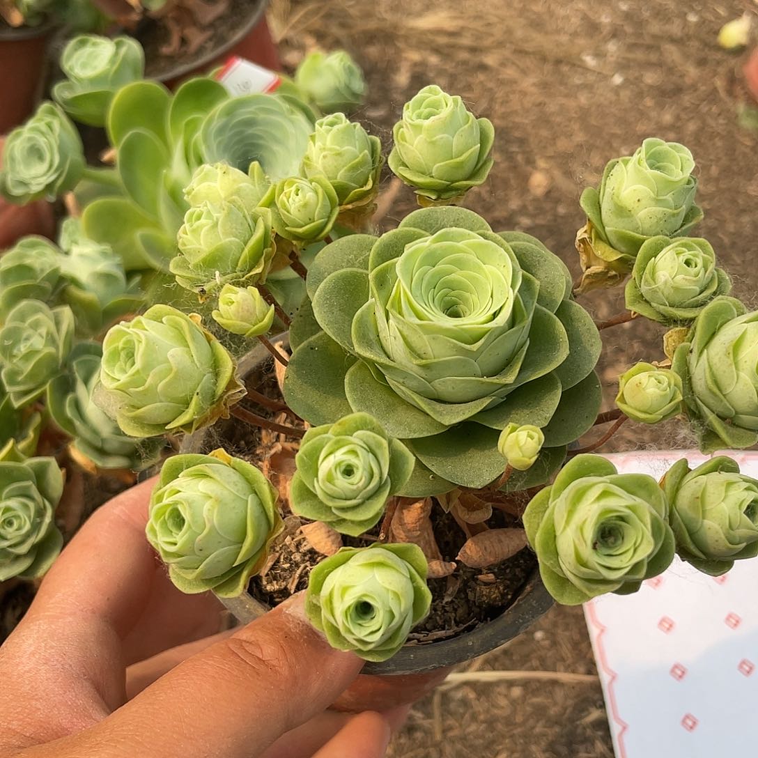 ?*姚山地玫瑰不售后 133