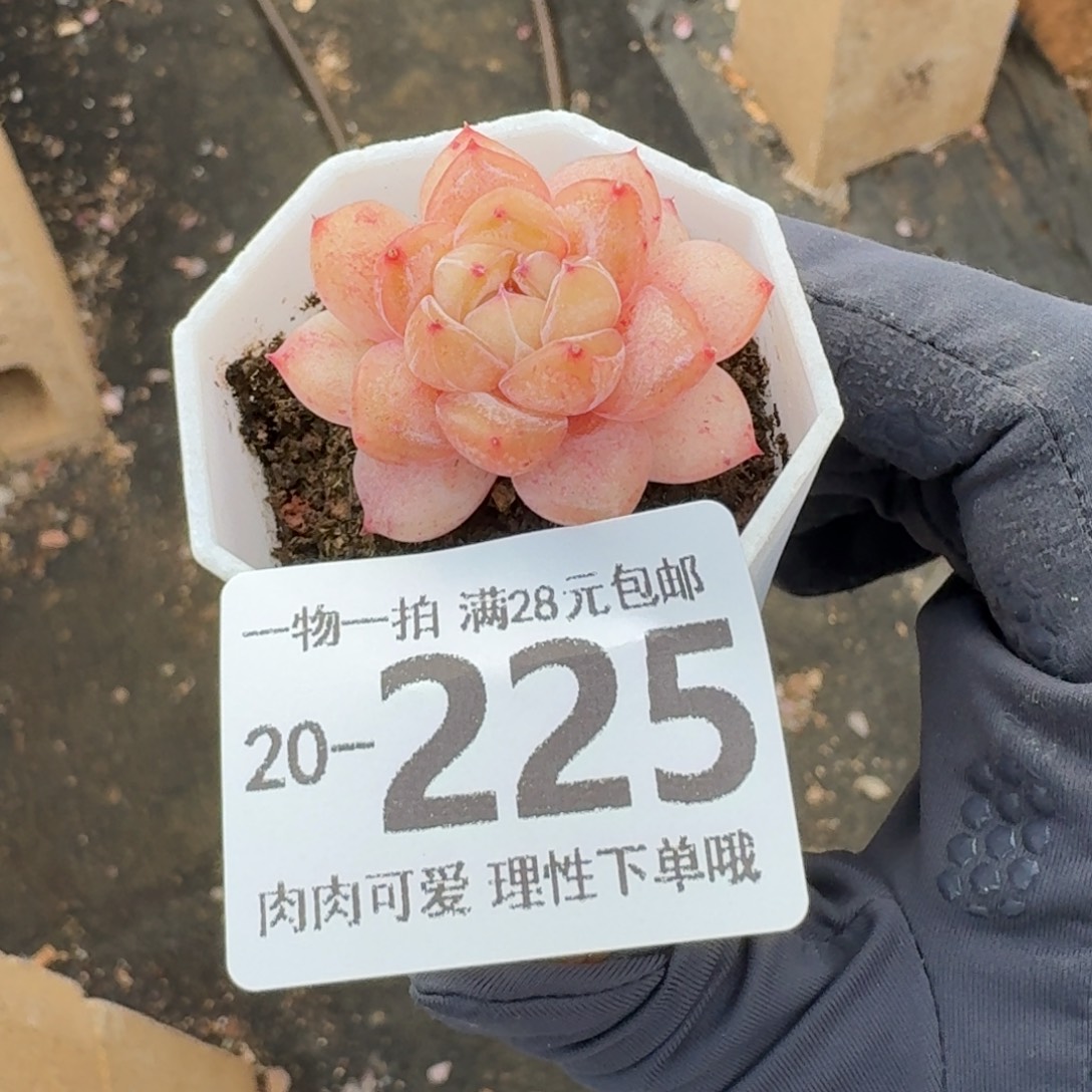 楼兰无盆土发货无