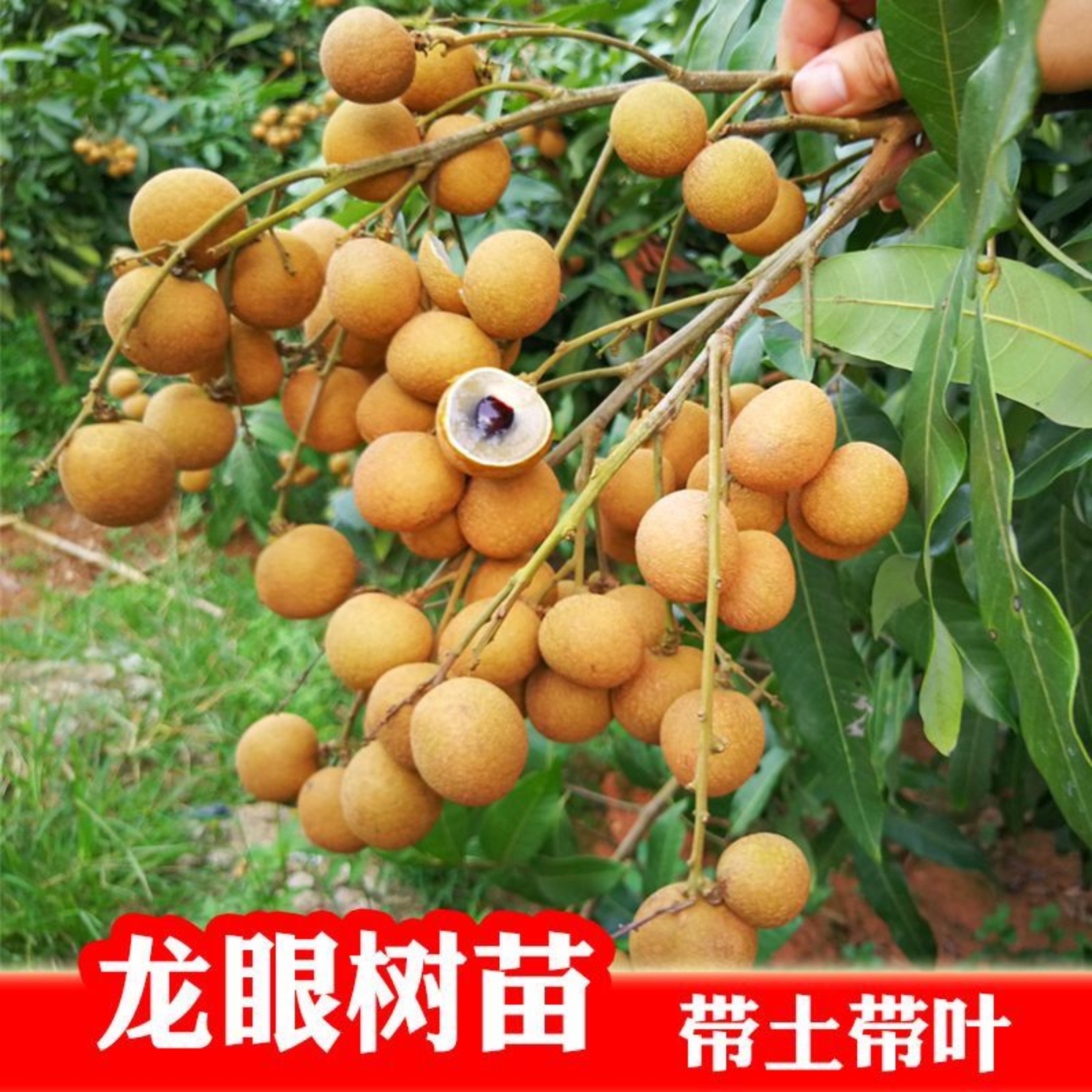 嫁接高产石峡储良龙眼果树苗南方北方可种植盆栽地栽