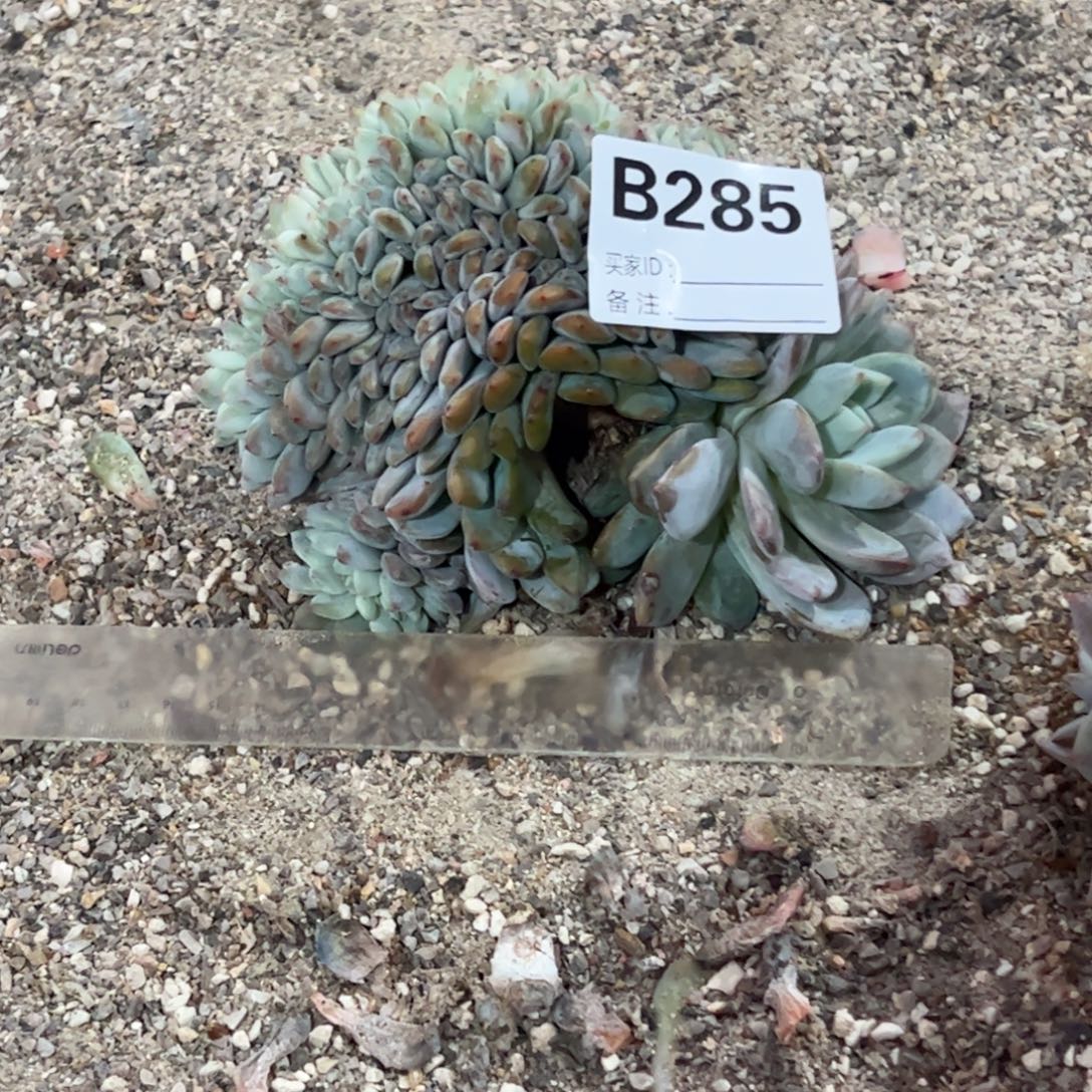 糯***跑b285瑕疵有点干多肉多肉多肉