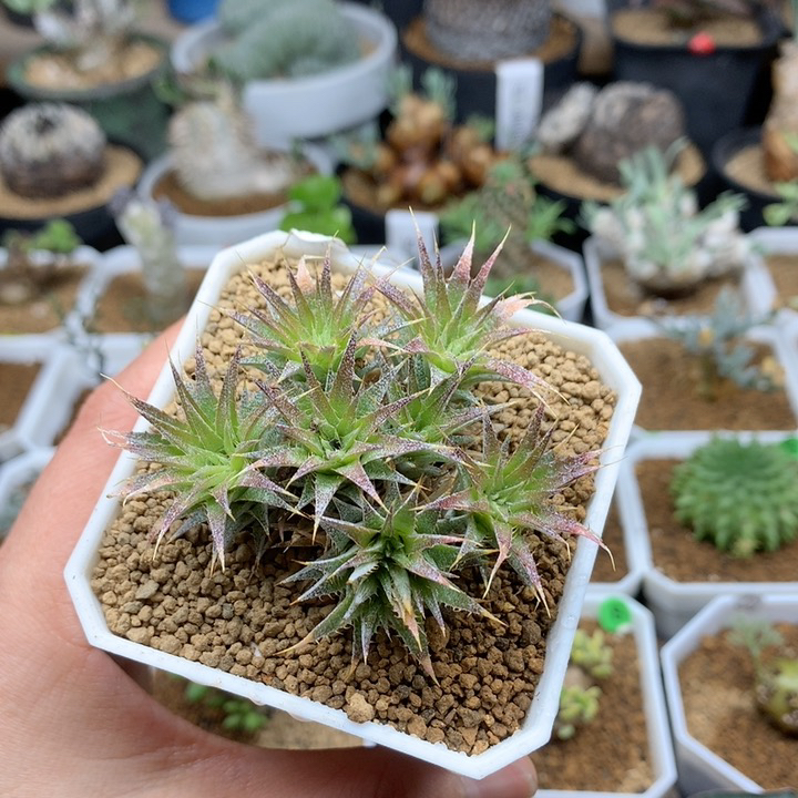 坨坨凤群生脱土多肉