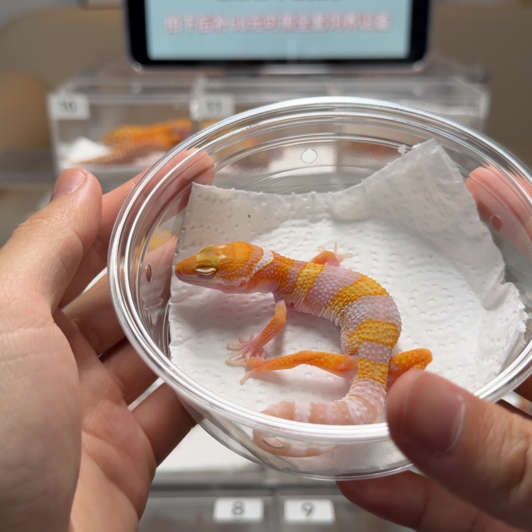 豹纹守宫橘白弟弟