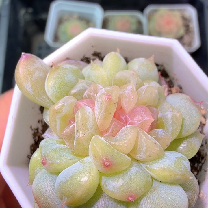 瞅***8素心五头开播福利