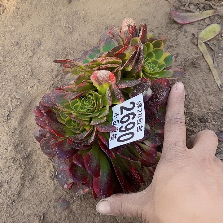 2690法师多肉植物法师法师