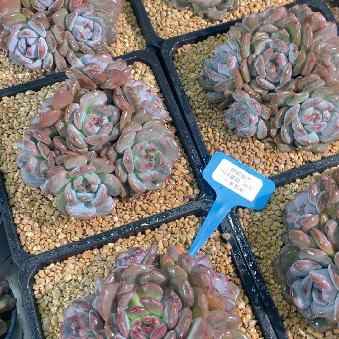 1108-36-手捧花石榴籽星影大群一颗