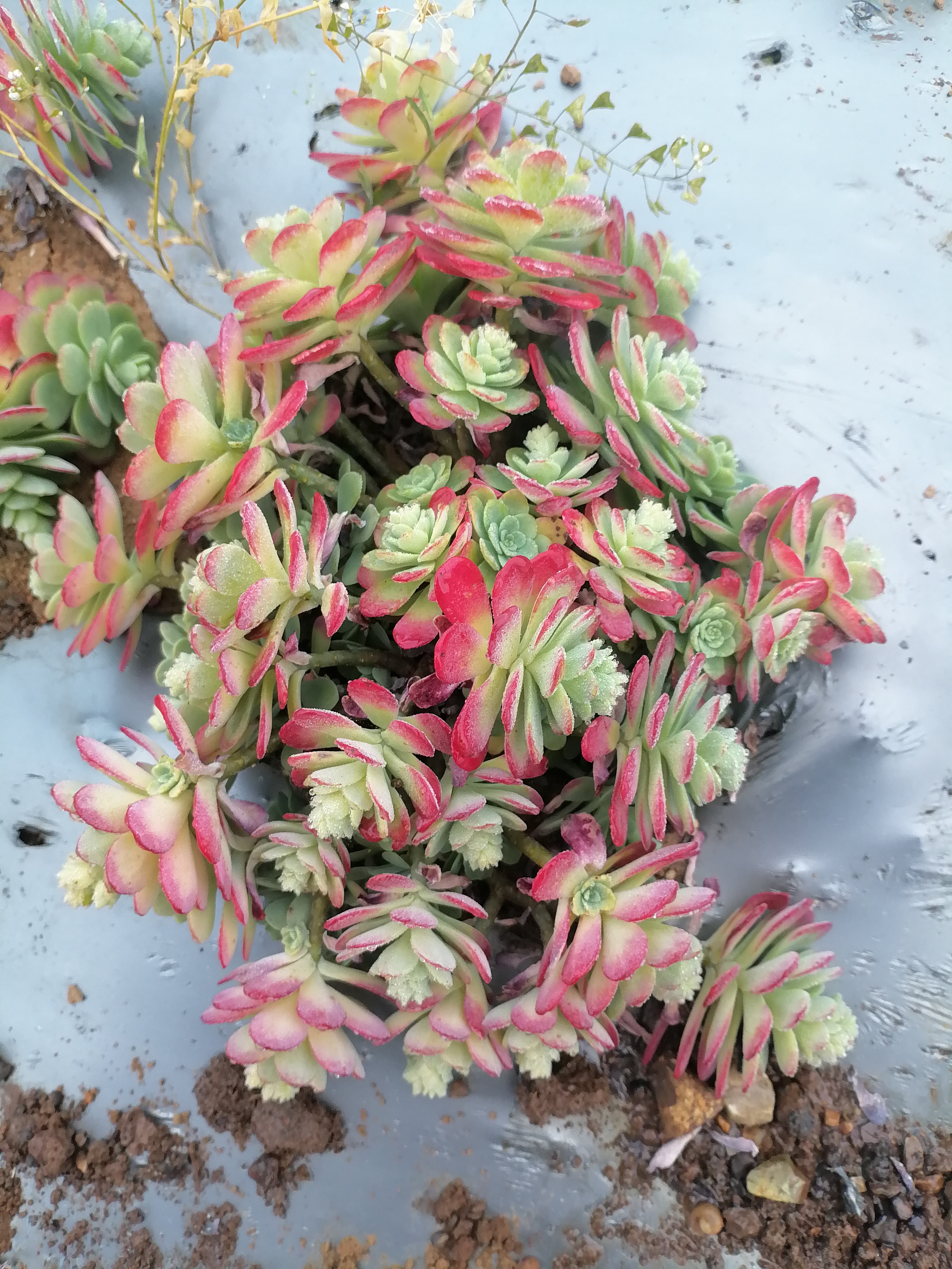 地栽薄化妆（包邮不包损）耐寒耐旱，新手好种好活