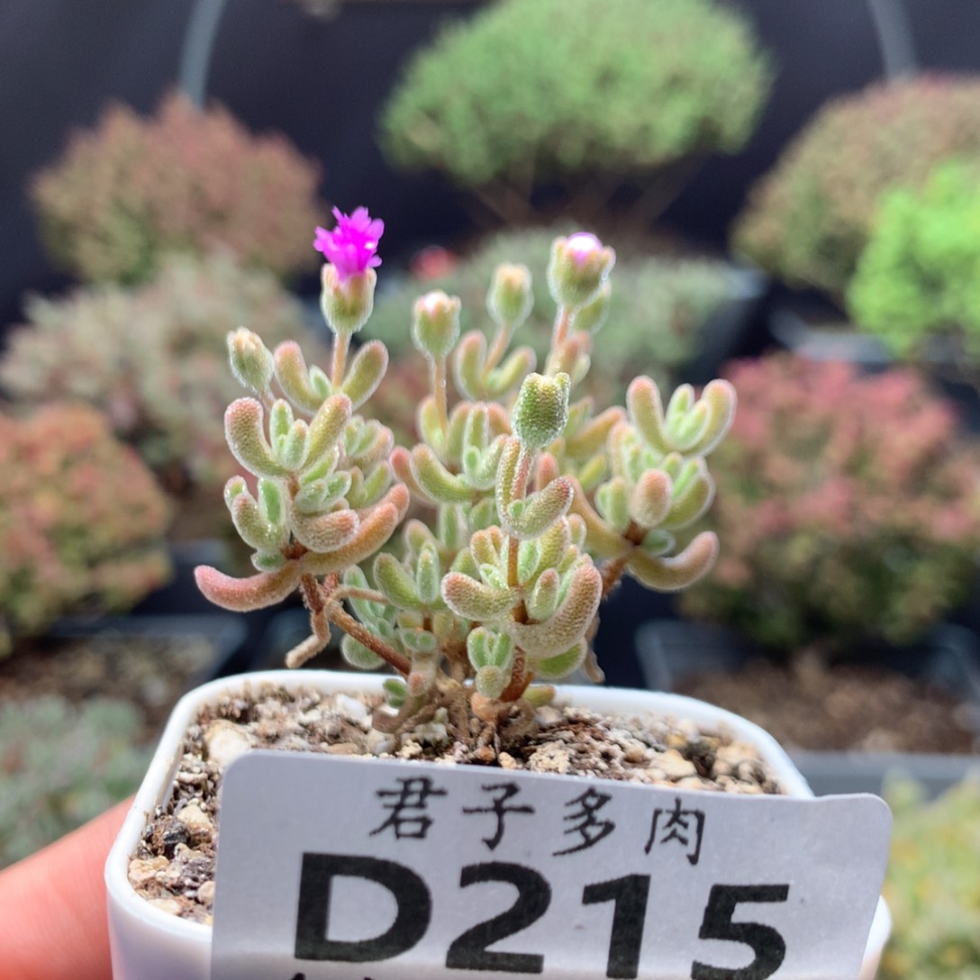 215冰晶杂橙叶。            