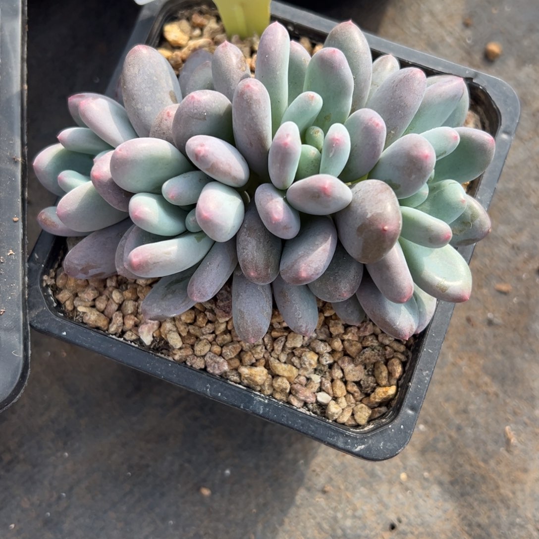 12025262 紫体三明治美人朵朵群