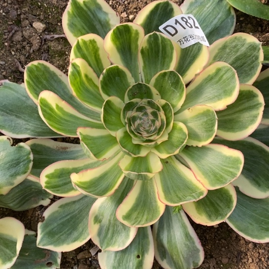 182燕姿锦多肉植物