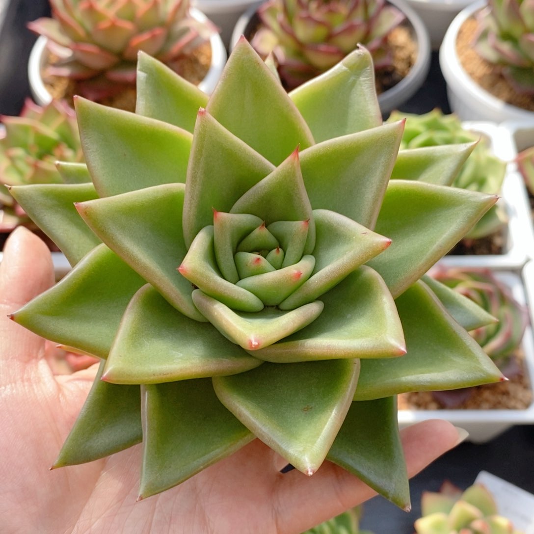 210 号东云系多肉植物