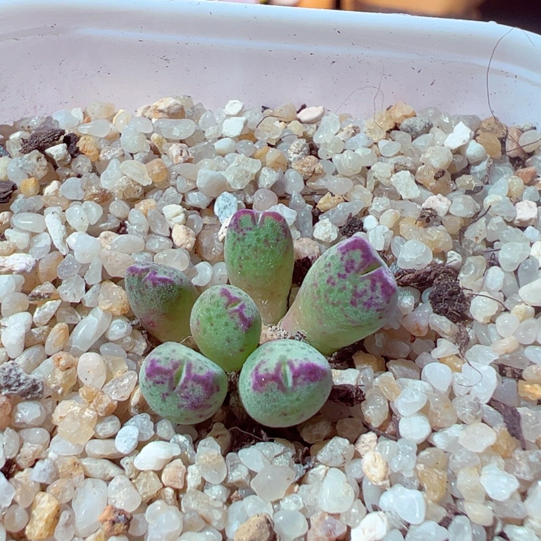 811-400多肉多肉sb632斑马