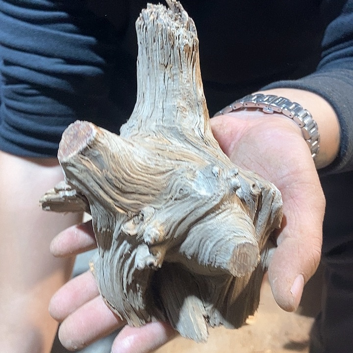 柏木三*猫太行山区柏木木木