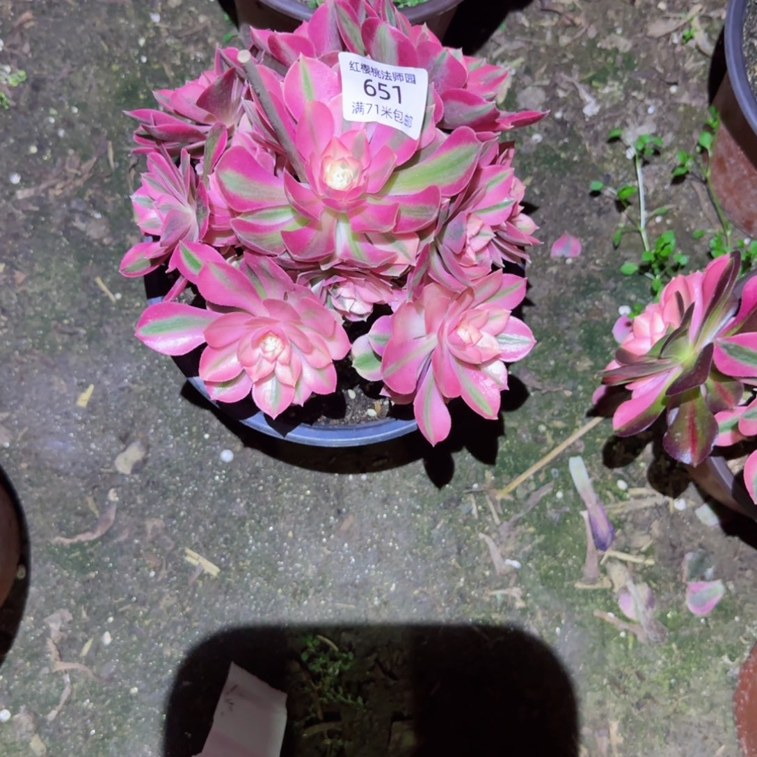 女巫法师多肉651